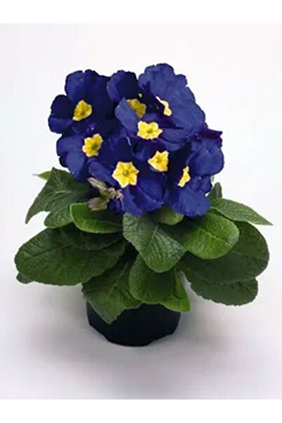 Bitkim Sende Videolu 1 Adet Lacivert Çuha (MARUL) Çiçeği Fidanı 15-20 Cm Saks...