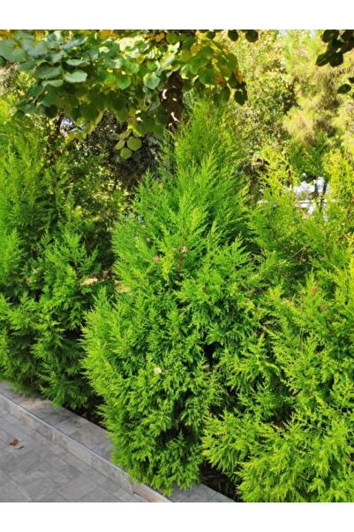 serada decor & plant Videolu Limon Çamı Limoni Servi (80 90 CM)1 Adet Saksılı...