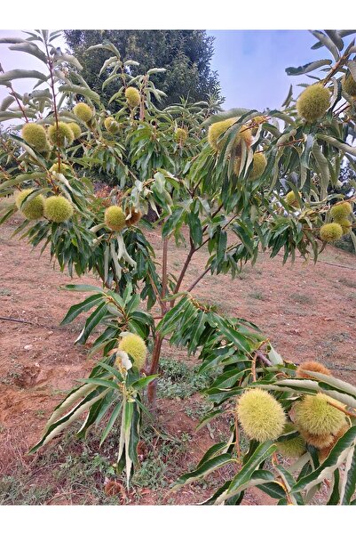 Bahçem Fidancılık Kestane Fidanı - Aşılı