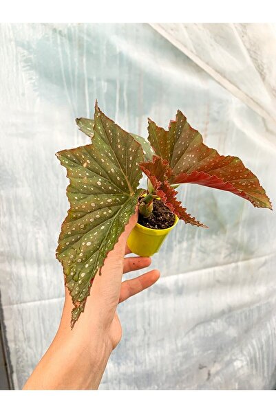 Bitkim Sende Videolu Mini Saksıda Çilli Benekli Begonya 1 Adet Saksılı 10-15c...