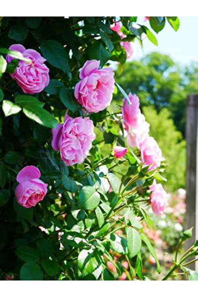 serada decor & plant Videolu Isparta Gülü Yoğun Kokulu Pembe Renkli Reçellik (30 60 Cm)1 Adet Tüplü Aşılı Gül Pink Rose