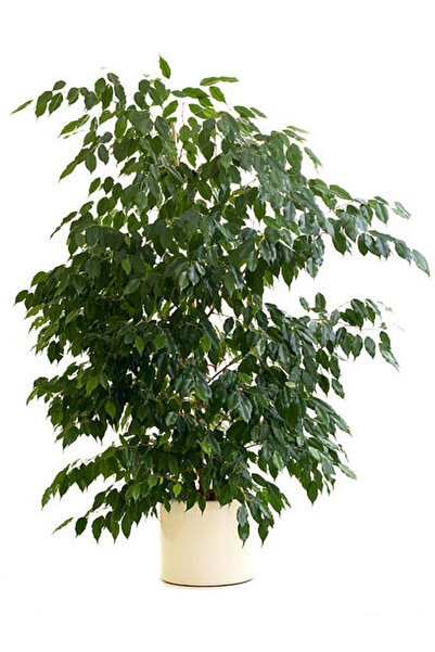 Bitkim Sende Videolu Gösterişli Benjamin Çiçeği Fidanı 50-70 Cm Saksılı Çiçek...