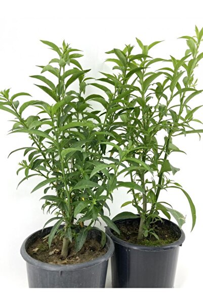 Bitkim Sende Kokulu Melisa Çiçeği 2 ADET Saksılı/ Tüplü 30-60Cm Bahçe Bitkisi