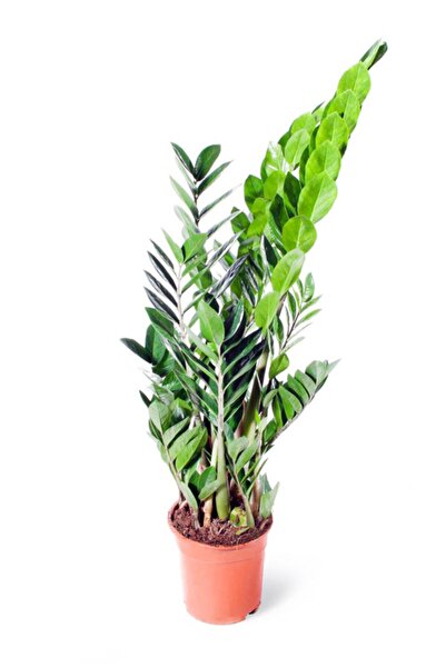 Cemre Garden Zamia Zamioculcas Zamiifolia  Zeze Çiçeği Ev Ofis Salon İç Mekan Bitkisi 60 cm