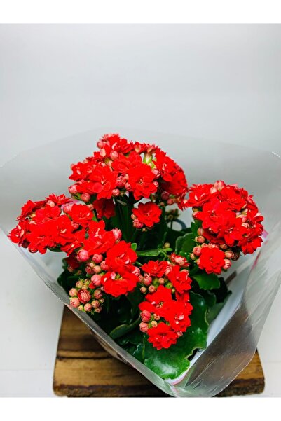 foliumbotanik Kırmızı Hediyelik Kalanchoe Büyük 10cmlik Saksıda