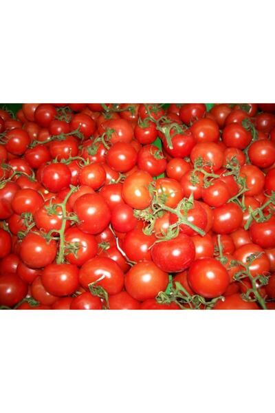 LOBELYA TOHUMCULUK 5 Adet Cherry Domates Fidesi