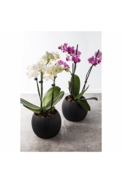 Karasu Plastic 2 Coral Flower Pot 2 No