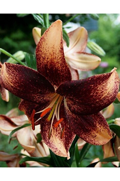 LOBELYA TOHUMCULUK 3 Adet Özel Renkli Kokulu Zambak Çiçeği Soğanı