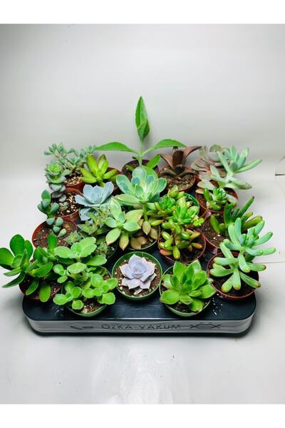 Succulent Flower Pot Set 5.5cm 20pcs