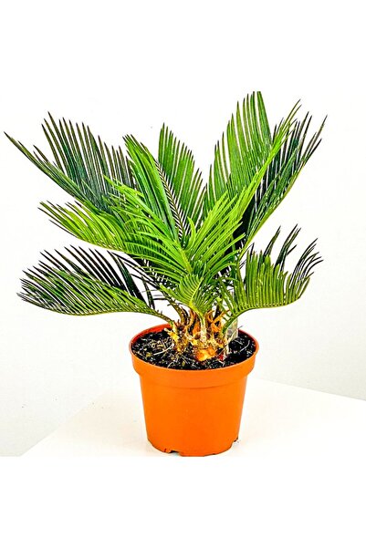 Genel Markalar Saksıda Yalancı Sagu Palmiyesi (sikas-cycas) 2-4 Yaprak