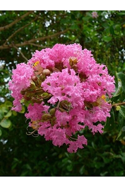 fidanistanbul Oya Ağacı Pembe Çiçekli Fidanı Lagerstroemia Indica Pink, Saksıda