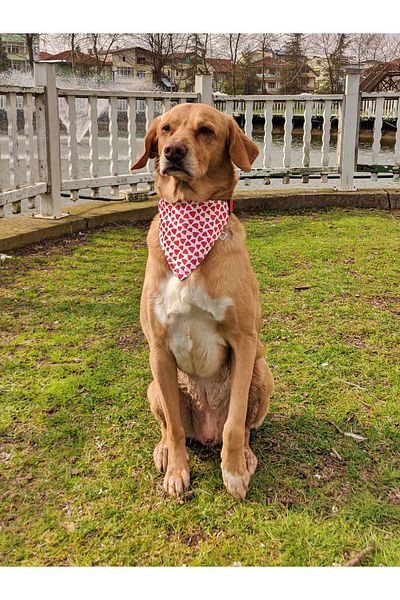 UTDpet Watermelon Dog Collar and Travel Dispatch Strap Set (With Scarf Gift)