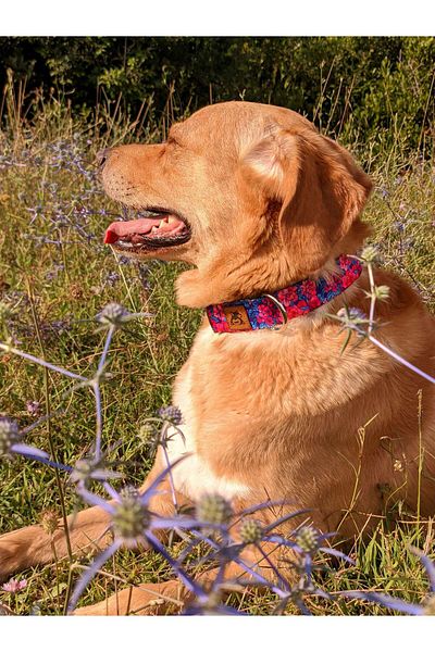 UTDpet Lilac Dog Collar and Travel Dispatch Strap Set (With Scarf Gift)