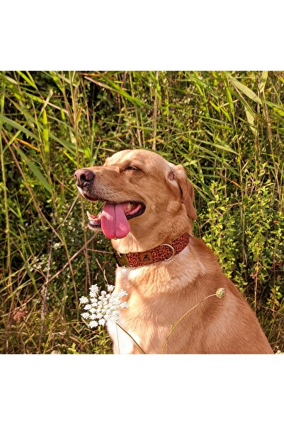 UTDpet Leopard Köpek Boyun Tasması ve Gezdirme Sevk Kayış Seti (Fular hediyeli)