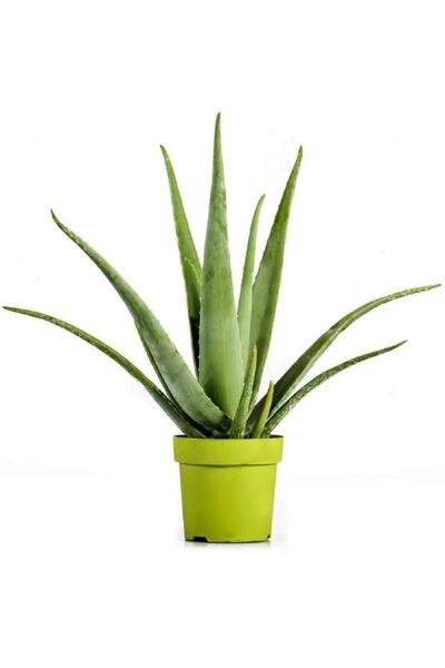 Bitkim Sende Videolu Aloevera Çiçeği Bitkisi 20-30 Cm Saksılı Iç Mekan Bitkil...