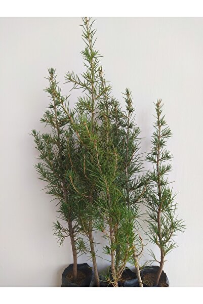 doğaşık Sedir Fidanı (Toros Sediri) 20-40 cm