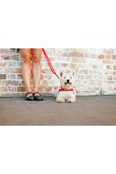 Ezydog Soft Trainer Lite - Denim