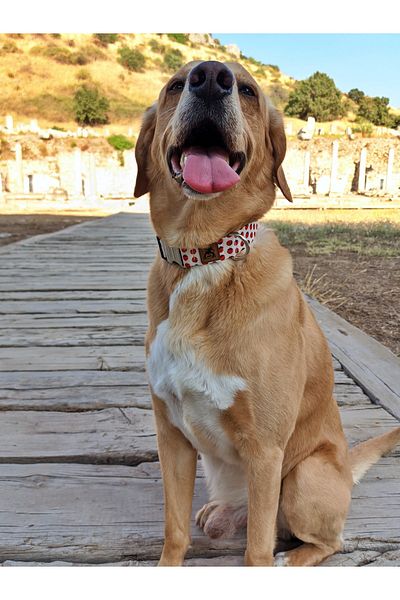 UTDpet Ladybug Dog Collar and Travel Dispatch Strap Set (with Scarf gift)
