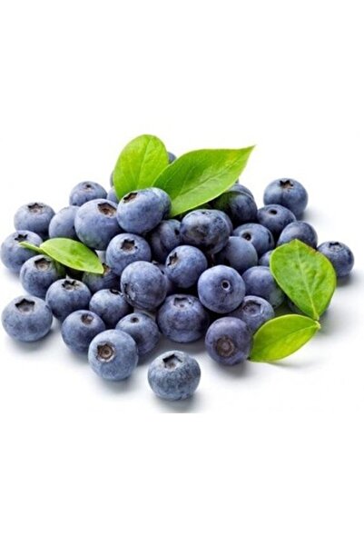 Genel Markalar Tüplü Yaban Mersini(LİKAPA,BLUEBERRY,MAVİYEMİŞ) Fidanı