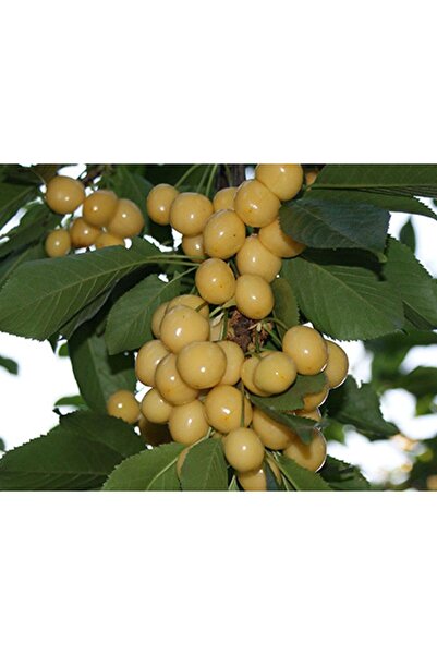 Genel Markalar Tüplü Fidan Sarı Kiraz (Starks Gold) Kiraz Fidanı