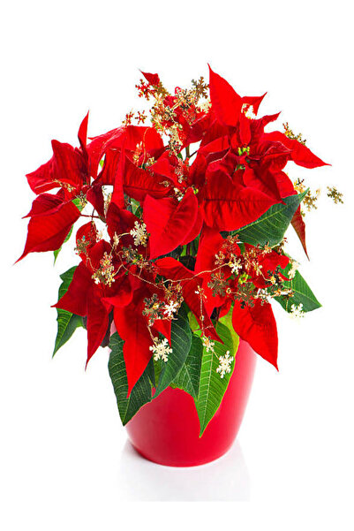 Bitkim Sende Videolu Kıpkırmızı Atatürk Çiçeği Fidanı 30-35 Cm Saksılı Iç Mek...