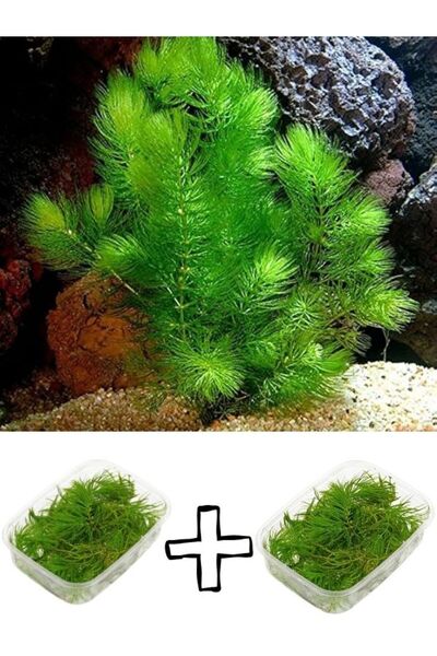 canlipetshop Ceratophyllum Demersum (ÇAM) Akvaryum Bitkisi 2 Kap Bol Porsiyon...