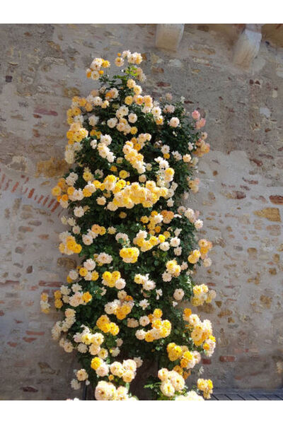 serada decor & plant Videolu Sarı Sarmaşık Gül Fidanı Kokulu (90 140 CM)1 Ade...