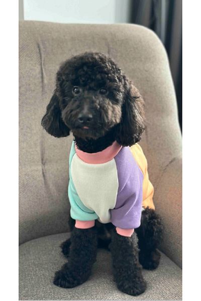 Barneystore Cat Dog Colorful Sweat