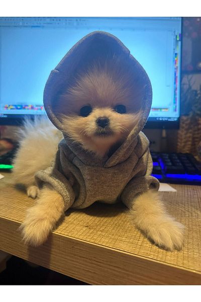 CACTUS COLLECTION CACTUS ANGRY MOOD CAT DOG CLOTHES HOODIE SWEATSHIRT