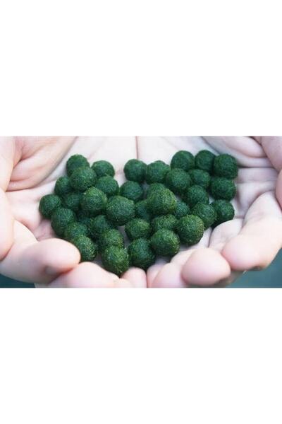 Marimo Scape Marimo Baby Mossball Yosun Topu 1 Adet 1cm