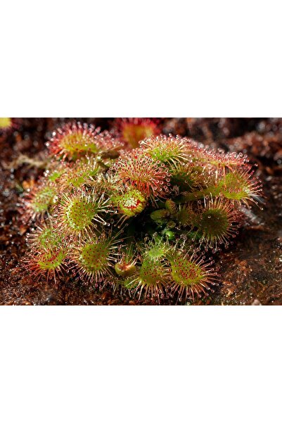 mobuflora Drosera Tokaiensis Sinek Kapan Tohum Yetiştirme Kiti Etobur Bitki