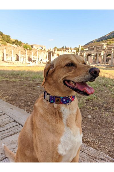 UTDpet X Æ A-12 Dog Collar and Travel Dispatch Strap Set (With Scarf Gift)