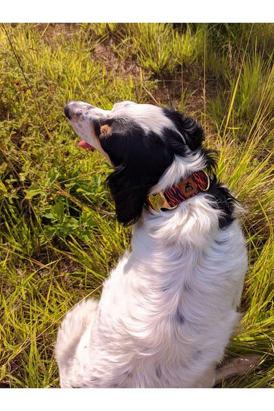 UTDpet Tiger Brand Dog Collar and Walking Set - With Scarf Gift