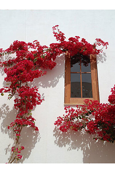 serada decor & plant Videolu Begonvil Kırmızı Renk (40 60 CM)1 Adet Saksılı D...