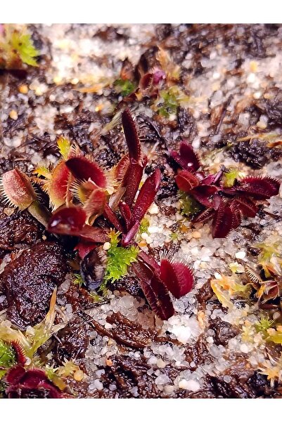 mobuflora Kırmızı Sinek Kapan Dionaea Muscipula Tohum Yetiştirme Kiti Etobur Bitki