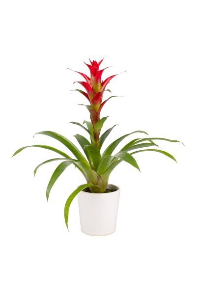 Guzmanya - Kırmızı Guzmania Beyaz Nora