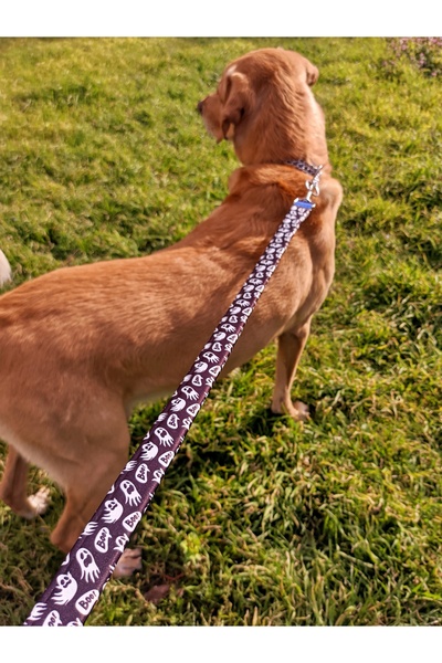 UTDpet Boo Köpek Boyun Tasması ve Gezdirme Sevk Kayış Seti (Fular hediyeli)