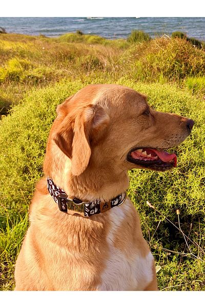 UTDpet Boo Dog Collar and Travel Dispatch Strap Set (With Scarf Gift)