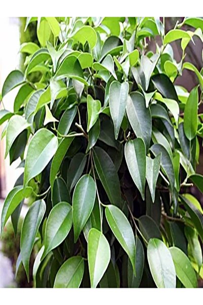 Bitkim Sende Videolu Yeşil Benjamin Çiçeği 70-100 Cm Saksılı Iç Mekan Bitkile...