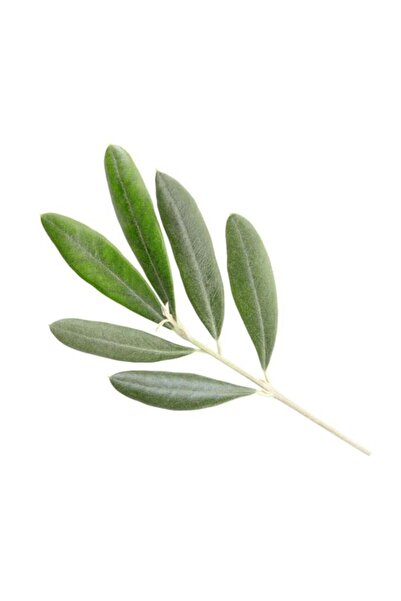 Semgiller Zeytin Yaprağı Detoks Çayı Taze 100 Gr