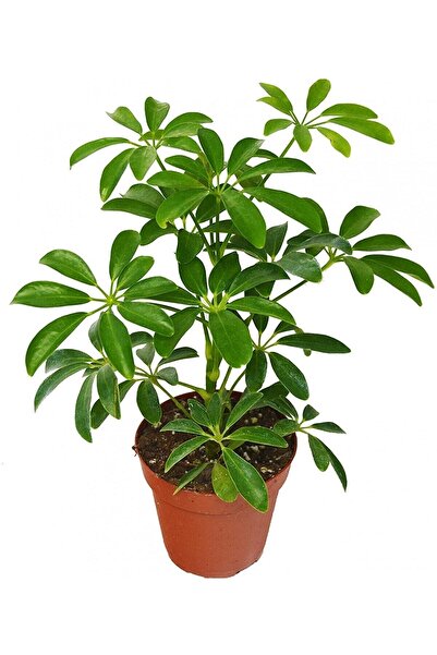 Bitkim Sende Videolu Tek Dal Şeflera Çiçeği 30-60 Cm Saksılı Iç Mekan Bitkile...