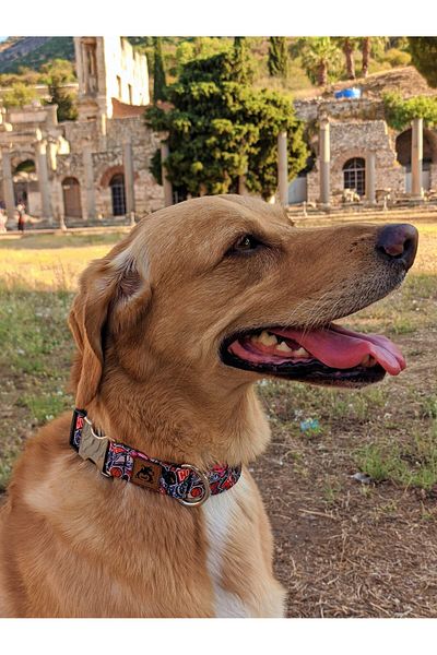 UTDpet Street Dog - Neck Collar and Travel Set (Scarf Gift)