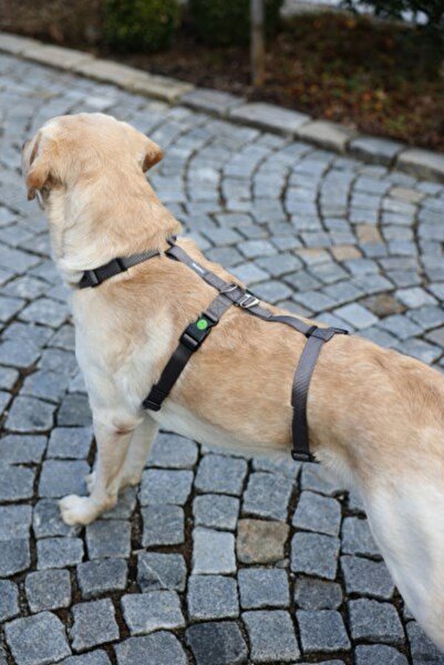 KERBL Dog Back Collar Anti-Escape 48cm - 70cm