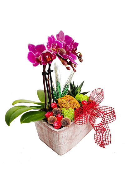 çiçekseli Cennet Bahçesi Mini Mor Orkide & Beton Saksıda Orkide Bahçesi Canlı...