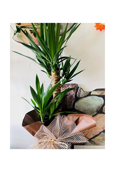 BitkiVizyon Yucca Dracena 2 Köklü İç Mekan Bitkisi Ofis Bitkisi Salon Bitkisi Tasarım Açılış Bitkisi