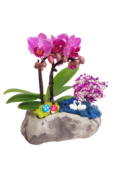çiçekseli Stone Mini Mor Orkide & Taş Beton Saksıda Orkide Çiçeği Kuğu Göl Hediye Canlı Bitki Tasarımı