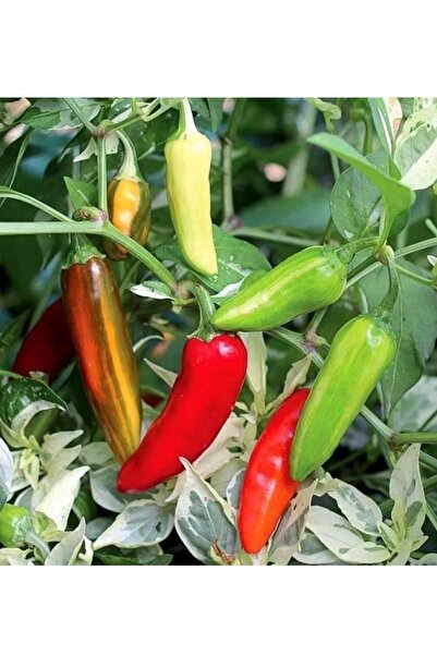 ÇERMİK FİDANCILIK Turşuluk Acı Balık Biberi Tohumu 10 Gr