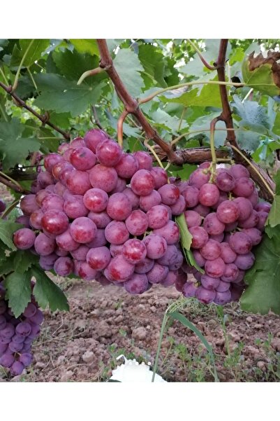 Üzüm 2'li Paket Red Globe Fidanı
