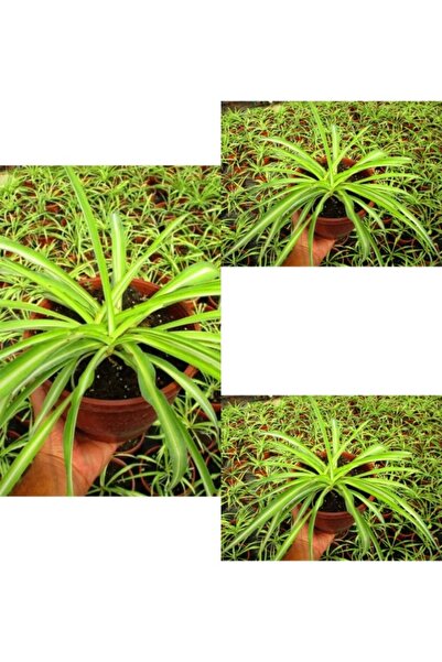 Bitkim Sende Videolu Kurdele Çiçeği 3 Adet Saksılı/ Tüplü 15-25 Cm Bahçe-salo...
