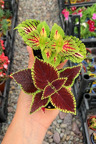 Bitkim Sende Videolu Yaprak Güzeli Çiçeği 2 Adet Saksılı/ Tüplü 10-20cm Salon Bitkisi (KOLYOS)